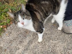 Found/Stray Unknown Cat last seen Nipegon Trail, North side of stream. Very near the entrance off the sidewalk of 2330 Grand Ravine Dr, Oakville, Oakville, ON L6H 6A8