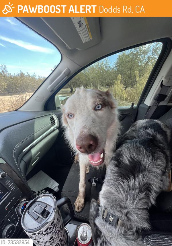 Found/Stray Unknown Dog last seen Edwards, Dodds Rd, CA 95320