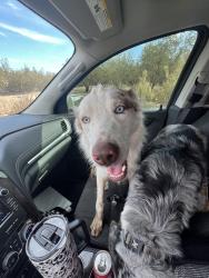Found/Stray Unknown Dog last seen Edwards, Dodds Rd, CA 95320