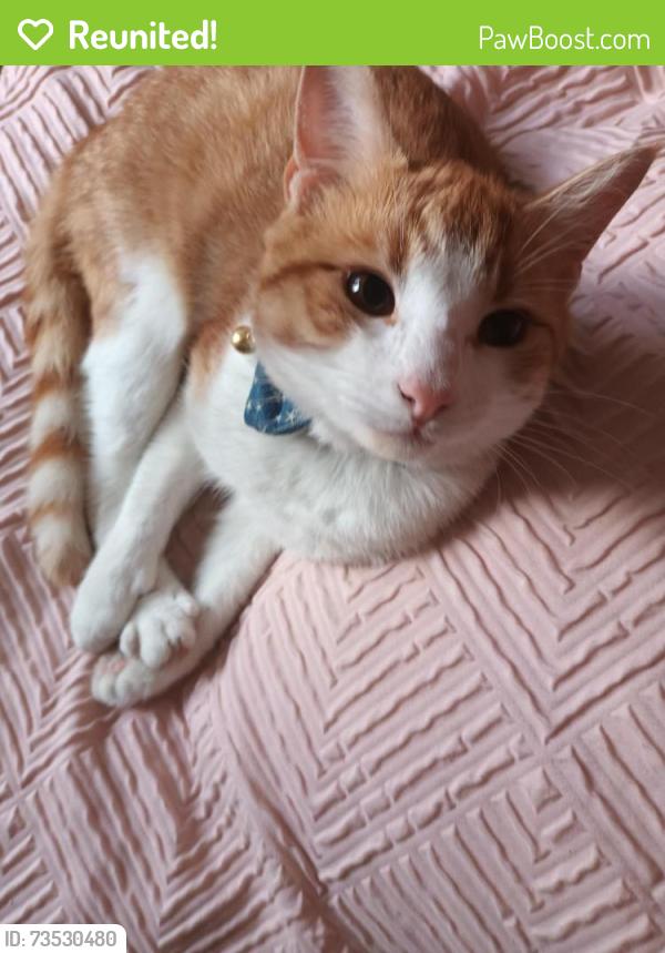Reunited Male Cat last seen McDonald's, Leicester, England 