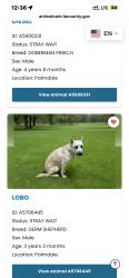 Reunited Male Dog last seen Near E Palmdale Blvd, Palmdale, CA 93550, USA, Palmdale, CA 93550