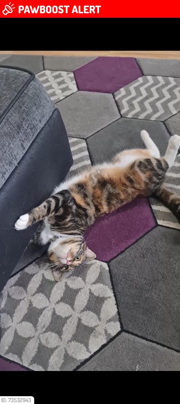 Lost Female Cat last seen Library, Abercynon, Wales CF45 4UP