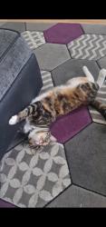 Lost Female Cat last seen Library, Abercynon, Wales CF45 4UP