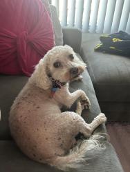 Reunited Male Dog last seen Leisure and Wilshire, Midland, TX 79703