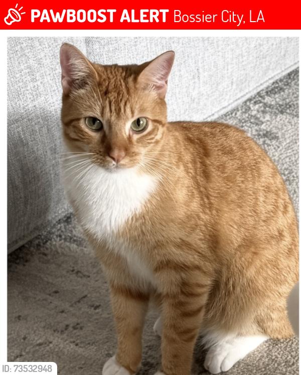 Lost Male Cat last seen Dumaine Dr and Poydras Ave, Bossier City, LA 71111