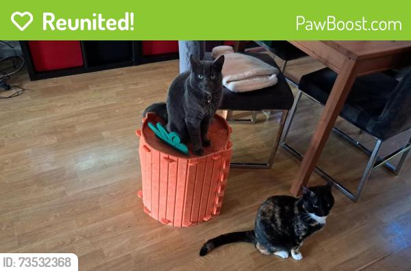 Reunited Male Cat last seen Wickets way, Greater London, England 