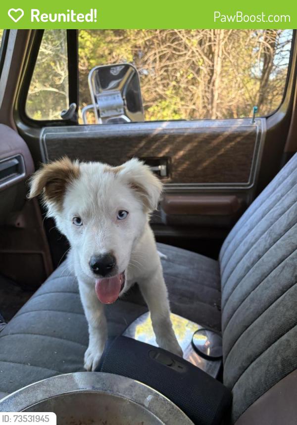 Reunited Female Dog last seen Broad st/middle tn blvd, Murfreesboro, TN 37130
