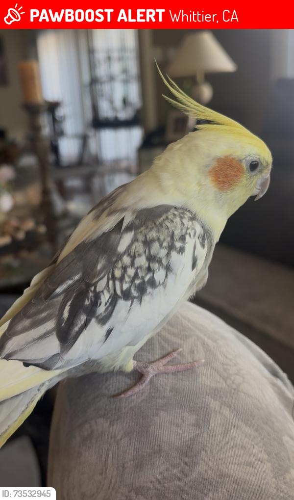 Lost Male Bird last seen Corner of La Cuarta Street/Carrtera Drive, Whittier, CA 90605