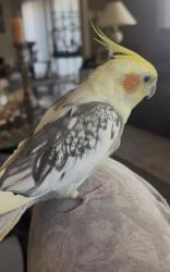Lost Male Bird last seen Corner of La Cuarta Street/Carrtera Drive, Whittier, CA 90605