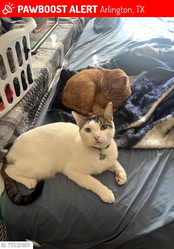 Lost Male Cat last seen New York and Sublett, Arlington, TX 76018