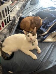 Lost Male Cat last seen New York and Sublett, Arlington, TX 76018
