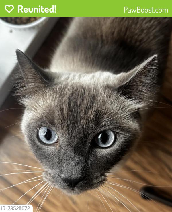 Reunited Female Cat last seen Near and 80th Ave, Langley Township, BC V2Y 0B2