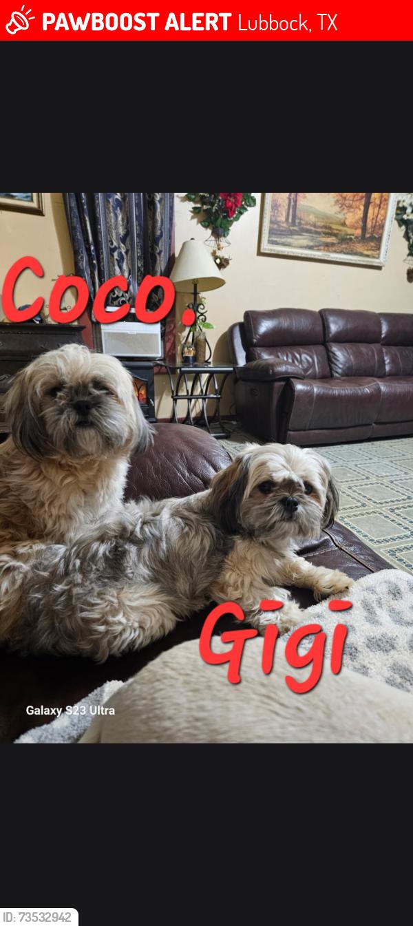 Lost Female Dog last seen Slide and 39th st, Lubbock, TX 79414