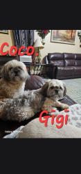 Lost Female Dog last seen Slide and 39th st, Lubbock, TX 79414