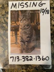 Lost Female Cat last seen South Shore Blvd, League City, TX 77573