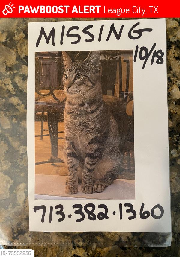 Lost Female Cat last seen South Shore Blvd, League City, TX 77573