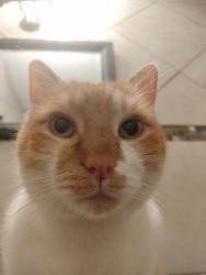 Lost Male Cat last seen Aruba Drive, Edinburg, TX 78541