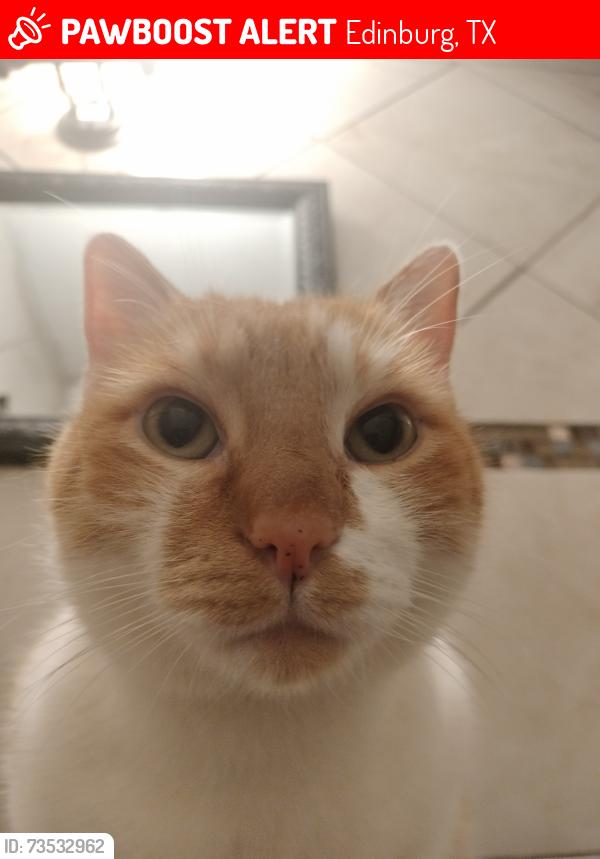 Lost Male Cat last seen Aruba Drive, Edinburg, TX 78541
