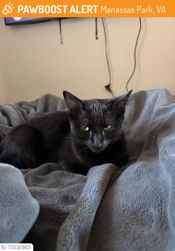Found/Stray Unknown Cat last seen White pine dr by the manassas park fire rescue, Manassas Park, VA 20111