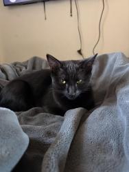 Found/Stray Unknown Cat last seen White pine dr by the manassas park fire rescue, Manassas Park, VA 20111