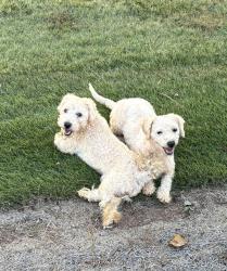 Reunited Male Dog last seen rosser Rd & Old Tucker, Stone Mountain, GA 30087