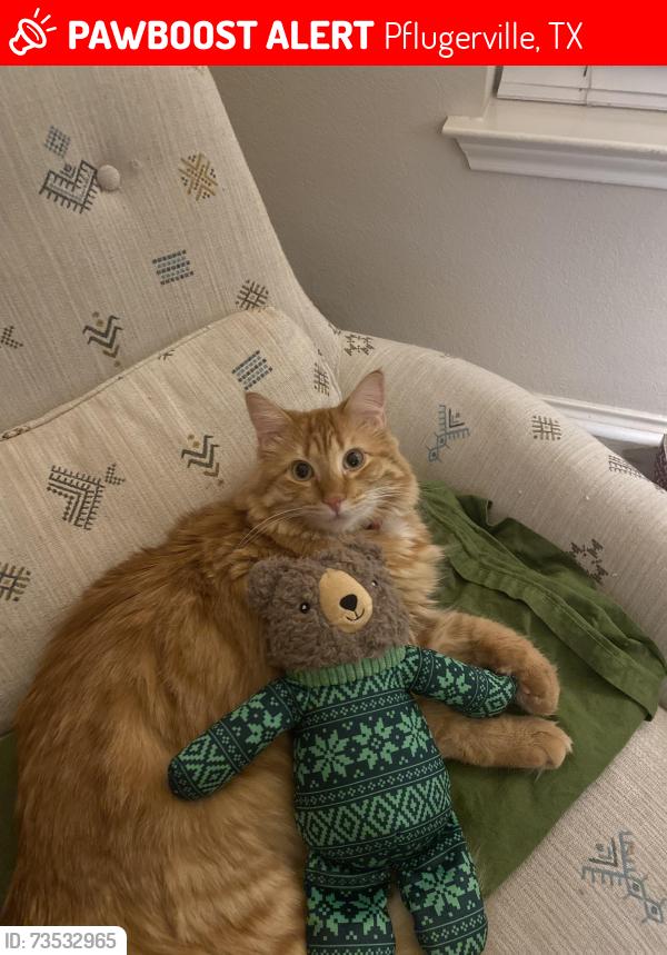 Lost Male Cat last seen Kingston lacy, Pflugerville, TX 78660