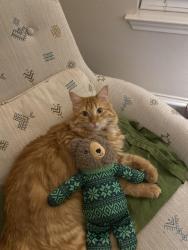 Lost Male Cat last seen Kingston lacy, Pflugerville, TX 78660