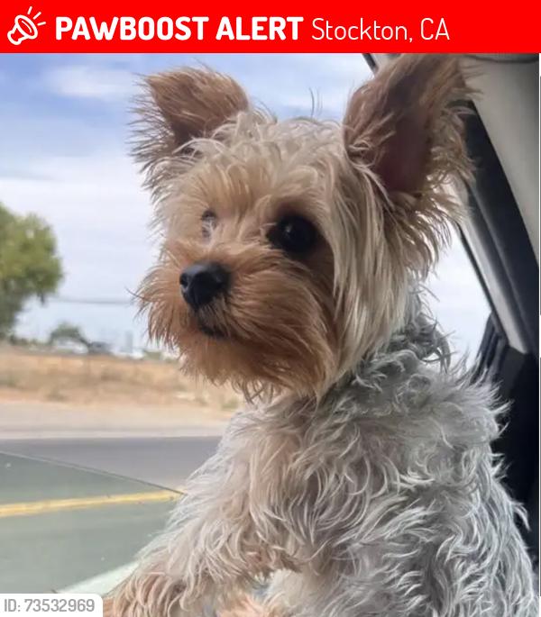 Lost Male Dog last seen Odell Ave and Mourfield Ave, Stockton, CA 95206