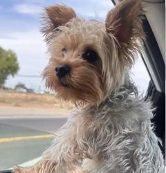 Lost Male Dog last seen Odell Ave and Mourfield Ave, Stockton, CA 95206