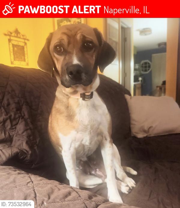 Lost Female Dog last seen Near Burning Tree Lane, Naperville, IL 60563