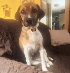 Lost Female Dog last seen Near Burning Tree Lane, Naperville, IL 60563