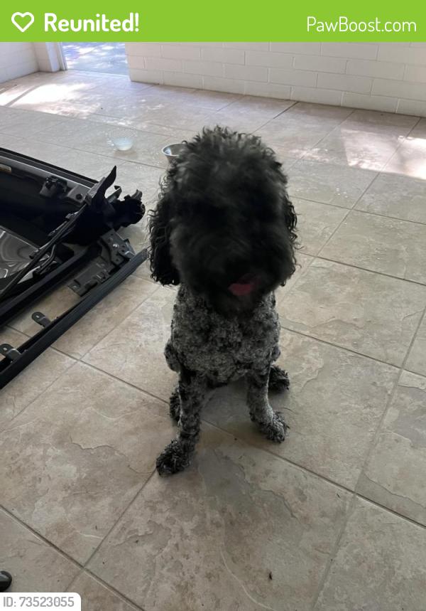 Reunited Male Dog last seen NW 30th, Gainesville, FL 32603