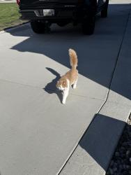 Found/Stray Unknown Cat last seen On Stitt Road by the Stitt/Waterville Monclova traffic circle, Monclova Township, OH 43542