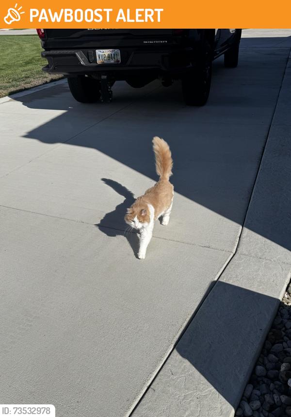 Found/Stray Unknown Cat last seen On Stitt Road by the Stitt/Waterville Monclova traffic circle, Monclova Township, OH 43542