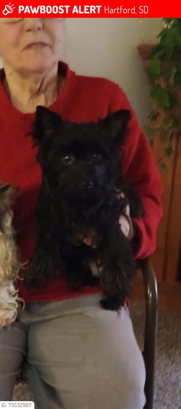 Lost Female Dog last seen 6th st and oaks, Bernadine pl, Hartford, SD 57033