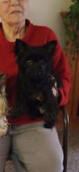 Lost Female Dog last seen 6th st and oaks, Bernadine pl, Hartford, SD 57033