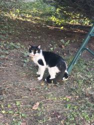 Found/Stray Female Cat last seen Kenmore blvd, Akron, OH 44314