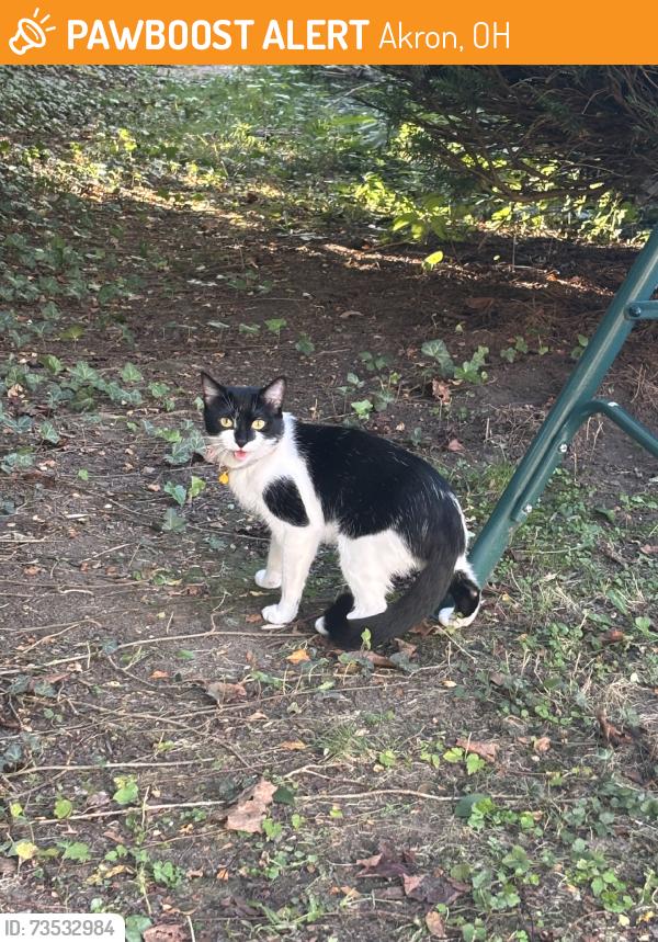 Found/Stray Female Cat last seen Kenmore blvd, Akron, OH 44314
