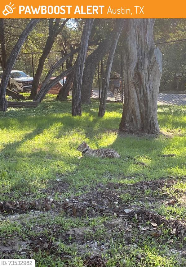 Found/Stray Unknown Cat last seen Barton Hills Elementary, Austin, TX 78704