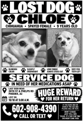 Lost Female Dog last seen 26th st and bell rd, Phoenix, AZ 85032