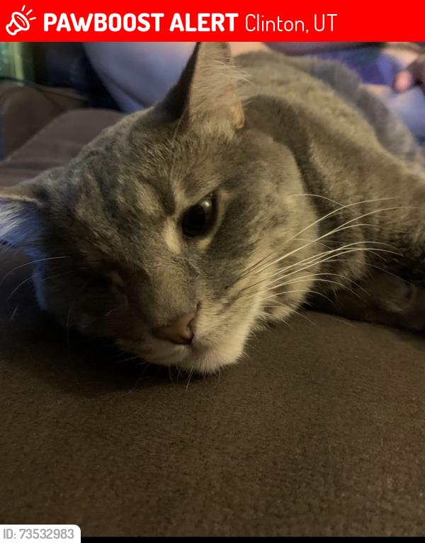 Lost Female Cat last seen Near w 2600 n clinton utah, Clinton, UT 84015