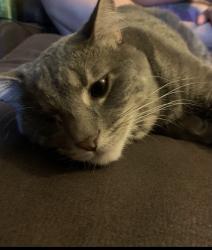 Lost Female Cat last seen Near w 2600 n clinton utah, Clinton, UT 84015