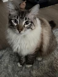 Reunited Female Cat last seen Sweet jubilee lane, Houston, TX 77090