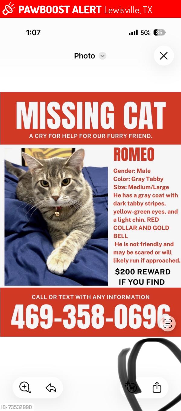 Lost Male Cat last seen Almanor st, Lewisville, TX 75056