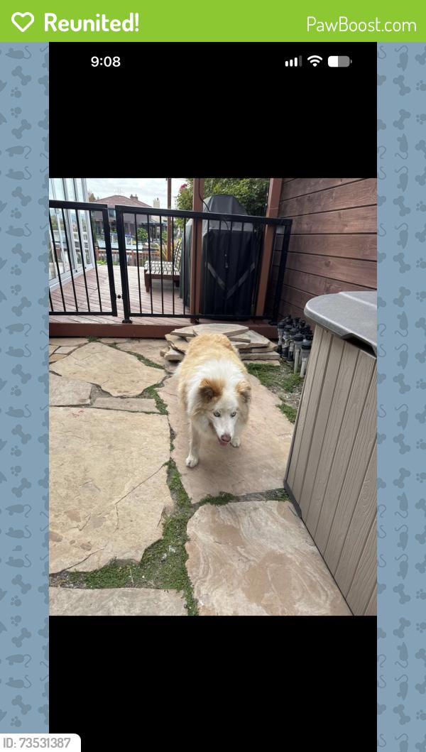 Reunited Unknown Dog last seen Grenada Ln, Foster City, CA 94404