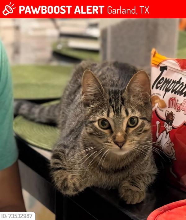 Lost Unknown Cat last seen Southampton Blvd, Garland, TX 75043