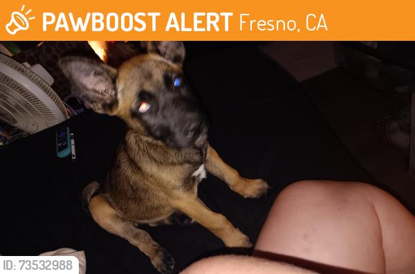 Found/Stray Female Dog last seen Fresno Community hosp, Fresno, CA 93701