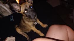Found/Stray Female Dog last seen Fresno Community hosp, Fresno, CA 93701