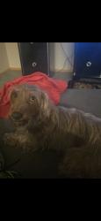 Lost Female Dog last seen IRVINGING AND EAGLE RANCH RD, Albuquerque, NM 87114