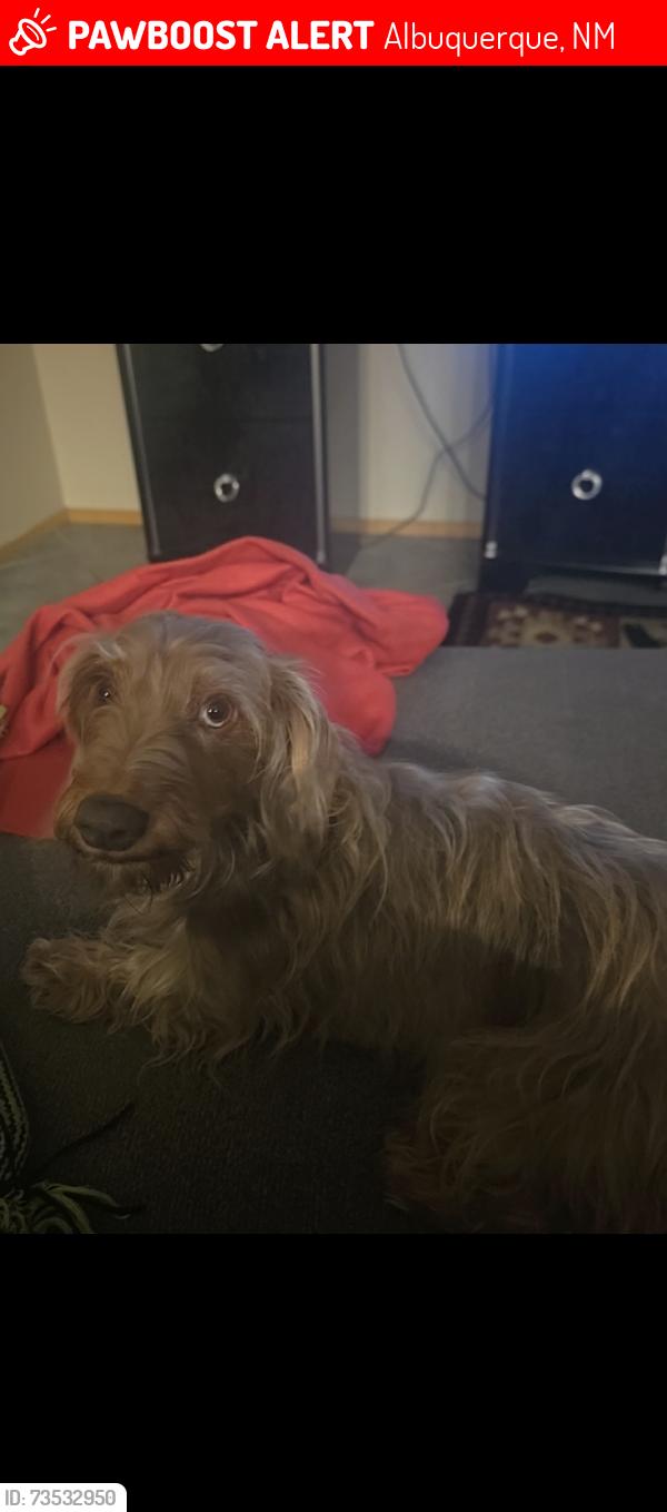 Lost Female Dog last seen IRVINGING AND EAGLE RANCH RD, Albuquerque, NM 87114